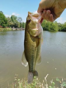 Largemouth Bass