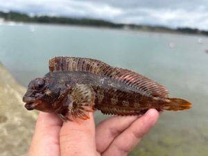 Tompot Blenny