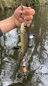 Brown Trout