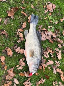 Largemouth Bass