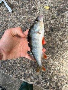 European Perch