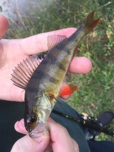 European Perch