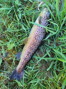 Brown Trout