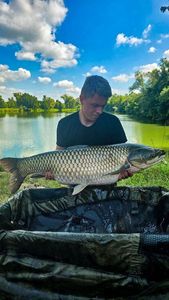 Grass Carp