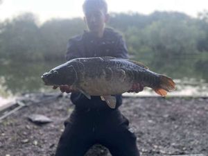 Mirror Carp