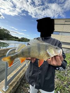 European Perch