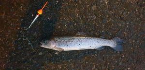 Rainbow Trout