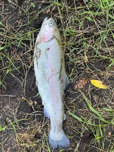 Lake Trout