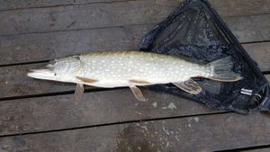 Chain Pickerel