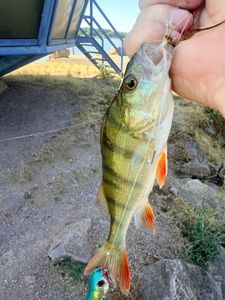 European Perch