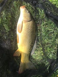Common Carp