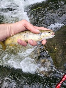 Brown Trout