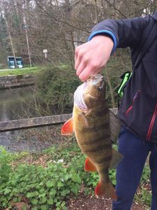 European Perch