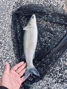 Thicklip Grey Mullet
