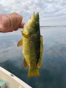 Ballan Wrasse