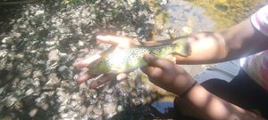 Brown Trout