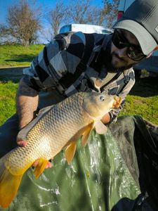 Common Carp