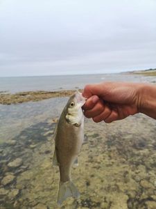 European Bass (Seabass)
