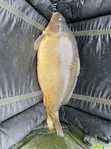 Mirror Carp