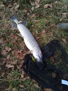 Northern Pike