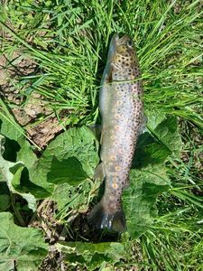 Brown Trout