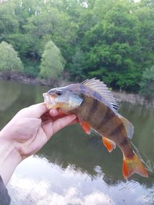 European Perch