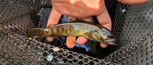 Brown Trout
