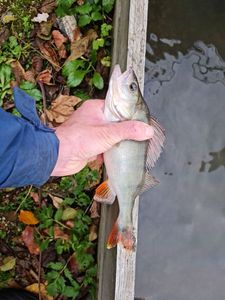 European Perch