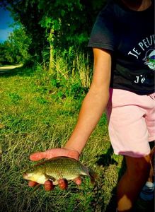 Crucian Carp
