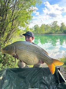 Common Carp