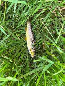 Brown Trout