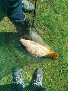 Grass Carp