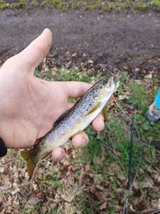 Brown Trout