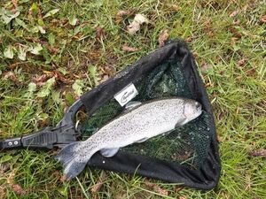 Rainbow Trout