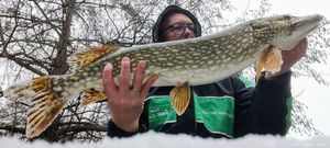 Northern Pike