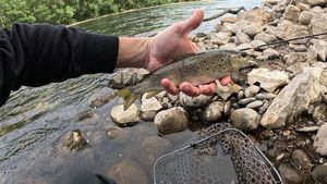 Brown Trout