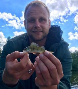 European Perch