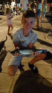European Bass (Seabass)