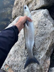 Thinlip grey mullet