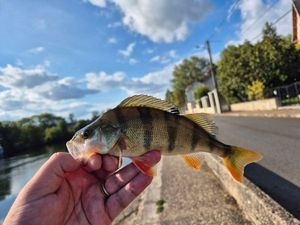 European Perch