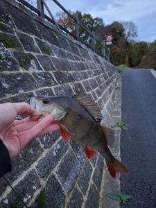 European Perch