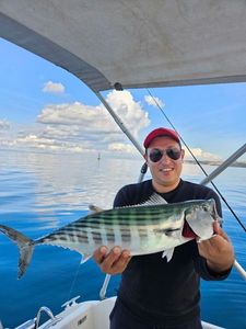 Atlantic Bonito