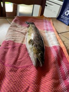 Brown Trout