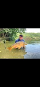 Mirror Carp
