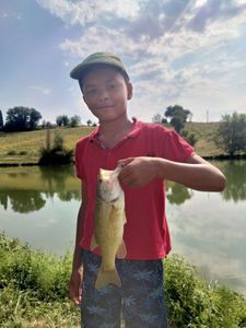 Largemouth Bass