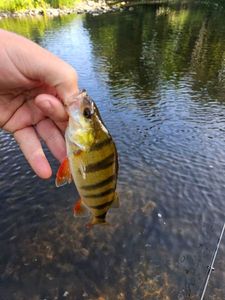 European Perch