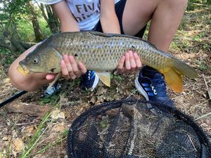 Common Carp