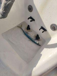 Mackerel