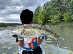 Zander