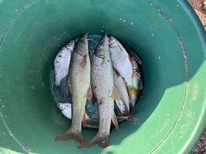 Barbel